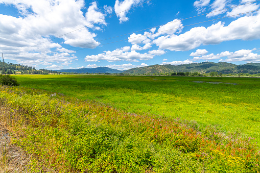 Open meadow on the Kootenai County prairie