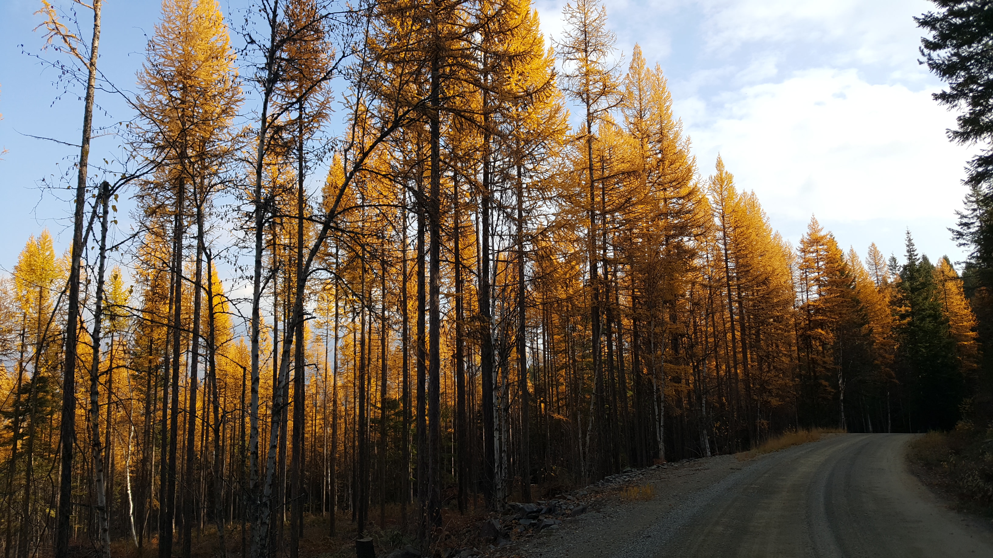 A gravel road past a stand of larch in full gold, needles turning in late autumn.